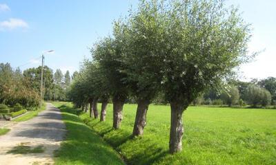 Bomen